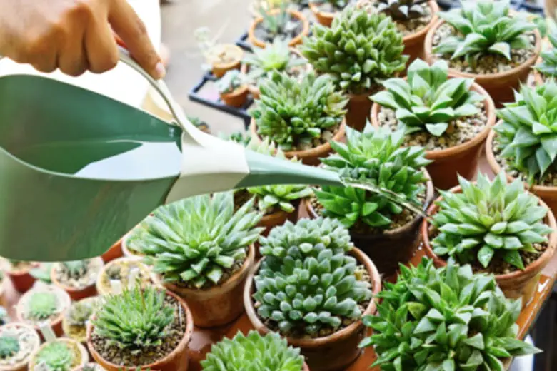How To Water Succulent Plants