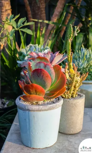 Kalanchoe Luciae grow