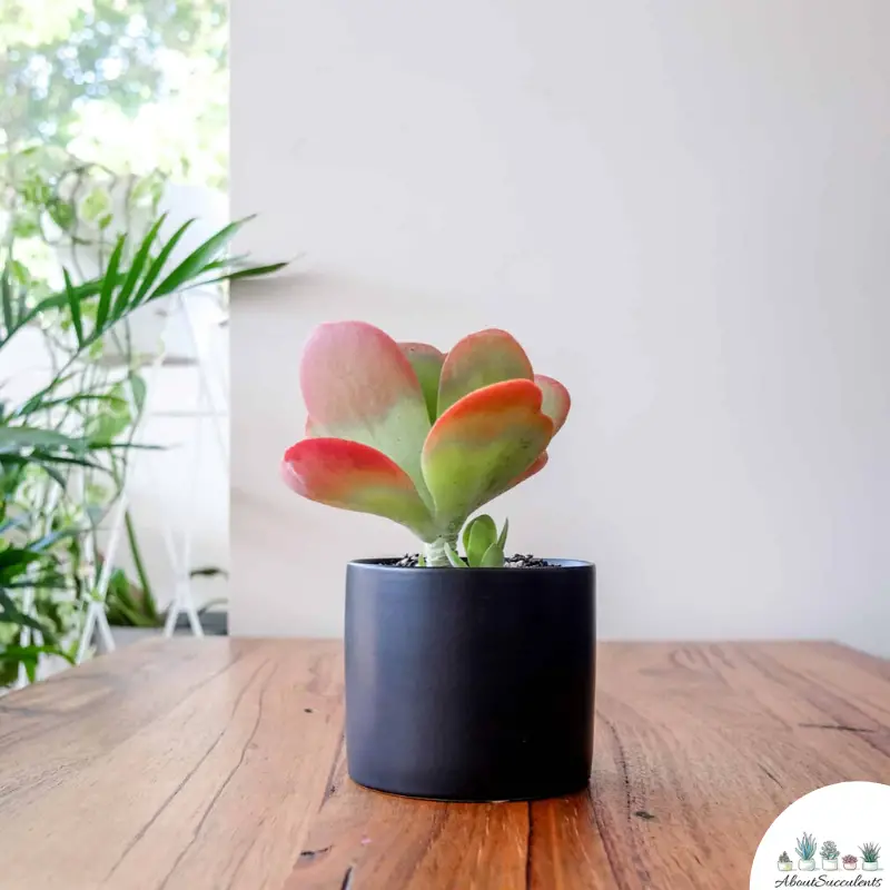 Kalanchoe Luciae in a pot