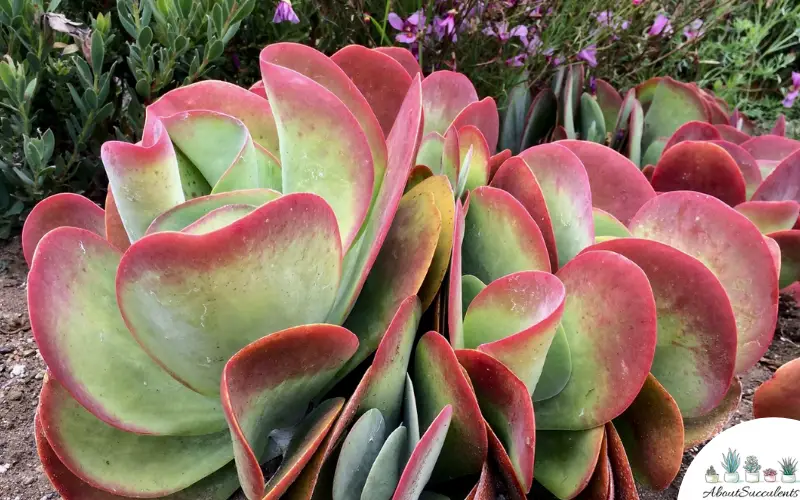 Kalanchoe Luciae Grow, Care and Propagate About Succulents