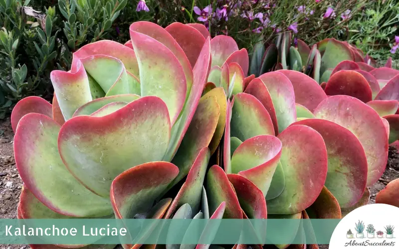 Kalanchoe Luciae