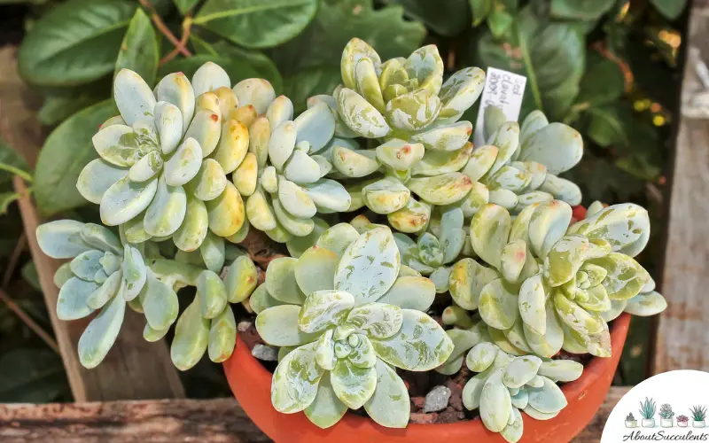 Sedum Clavatum crecimiento y cuidado