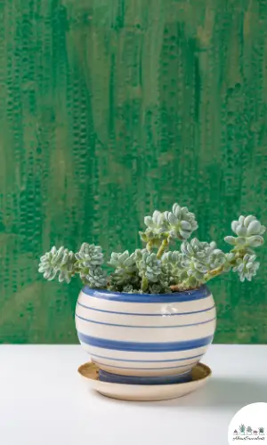 Sedum Clavatum in a pot