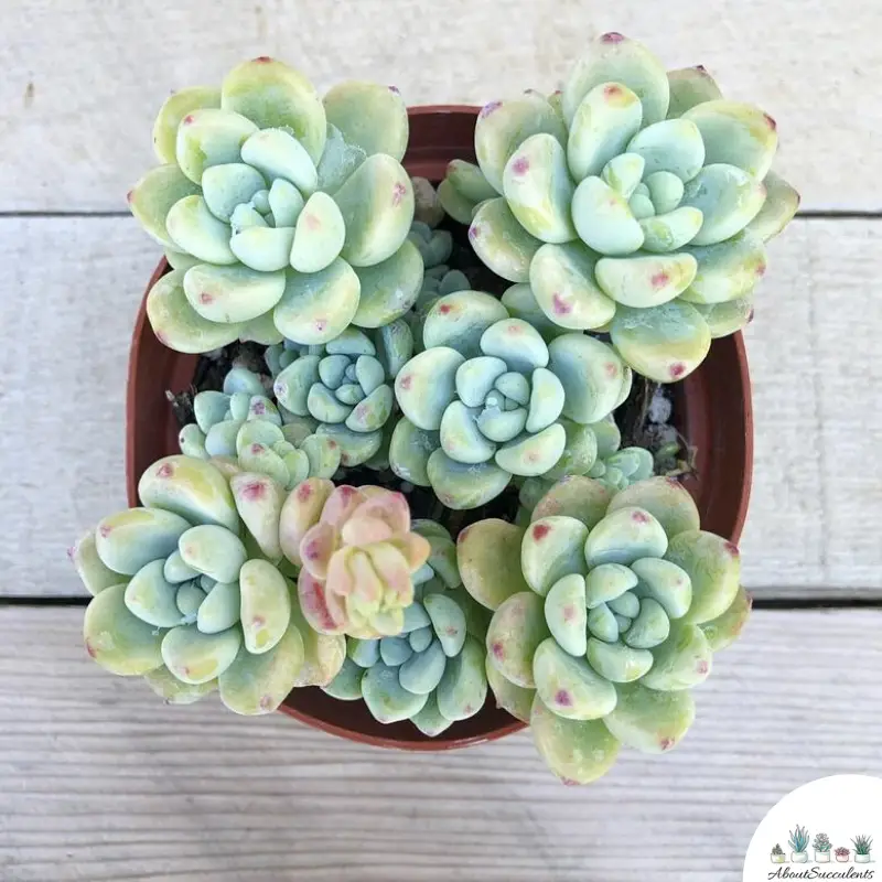 Sedum Clavatum plantes succulentes