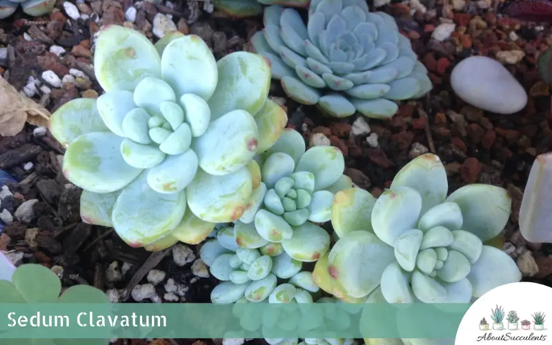 Sedum Clavatum suculento