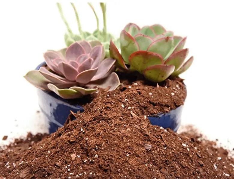 What Is The Best Soil For Succulents?