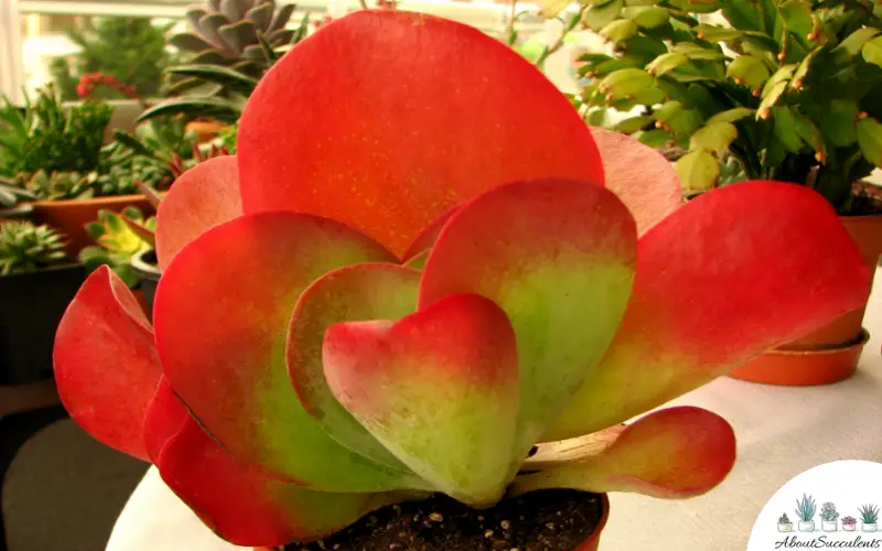 Kalanchoe Luciae Grow, Care and Propagate About Succulents