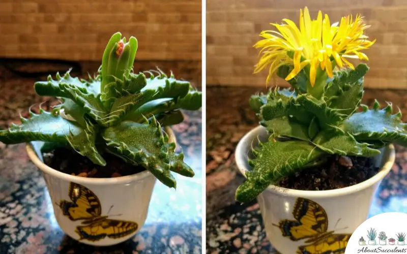 Faucaria Tigrina flower