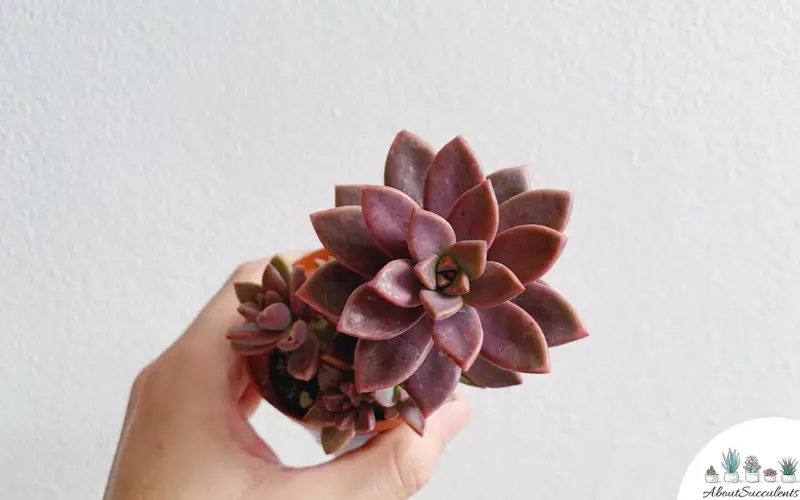 Culture et entretien des succulentes Graptosedum