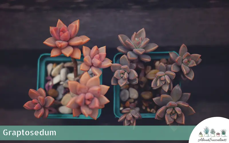 Graptosedum succulent plants