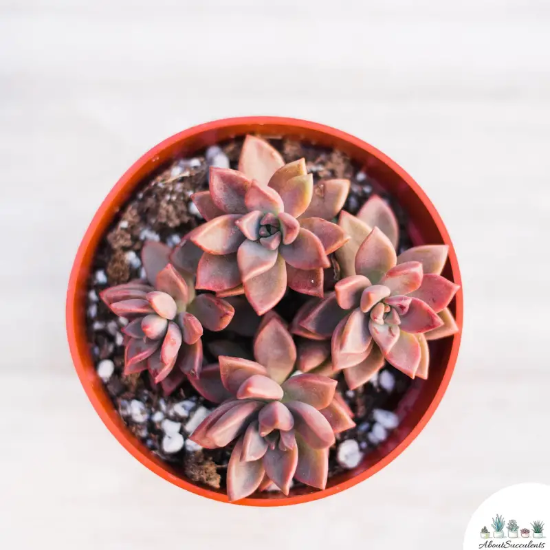 Graptosedum suculento