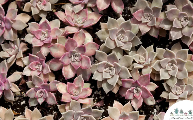 Graptosedum