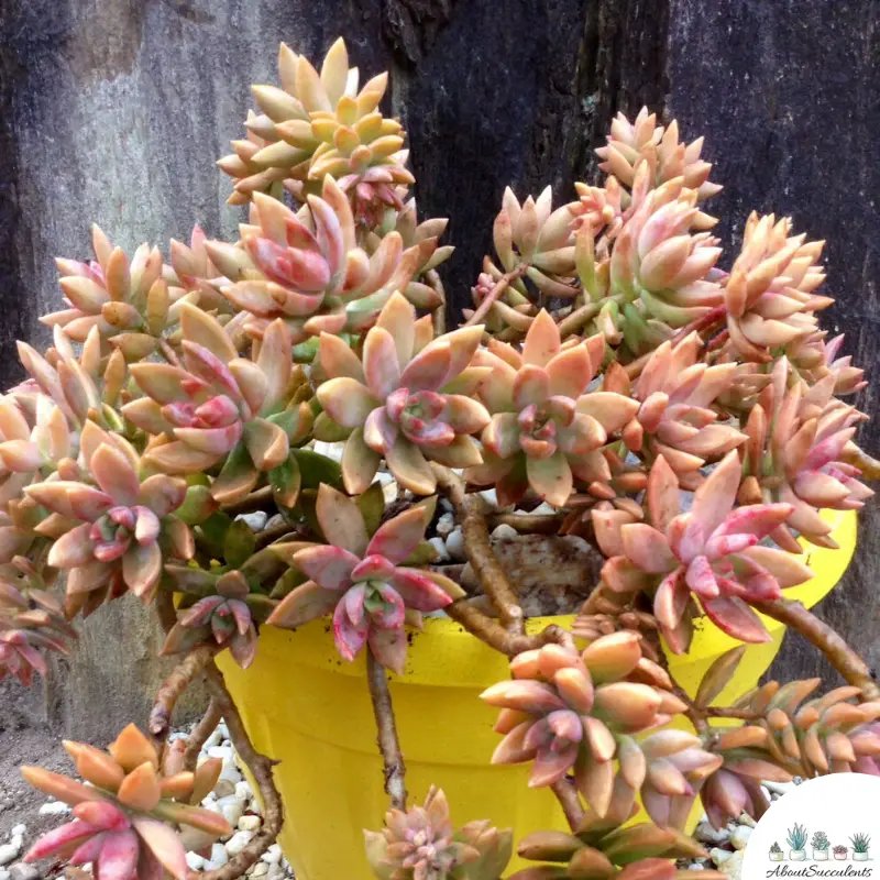 Sedum Adolphii Pflege und Wachstum