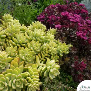 Sedum Adolphii - Grow, Care and Propagate - About Succulents