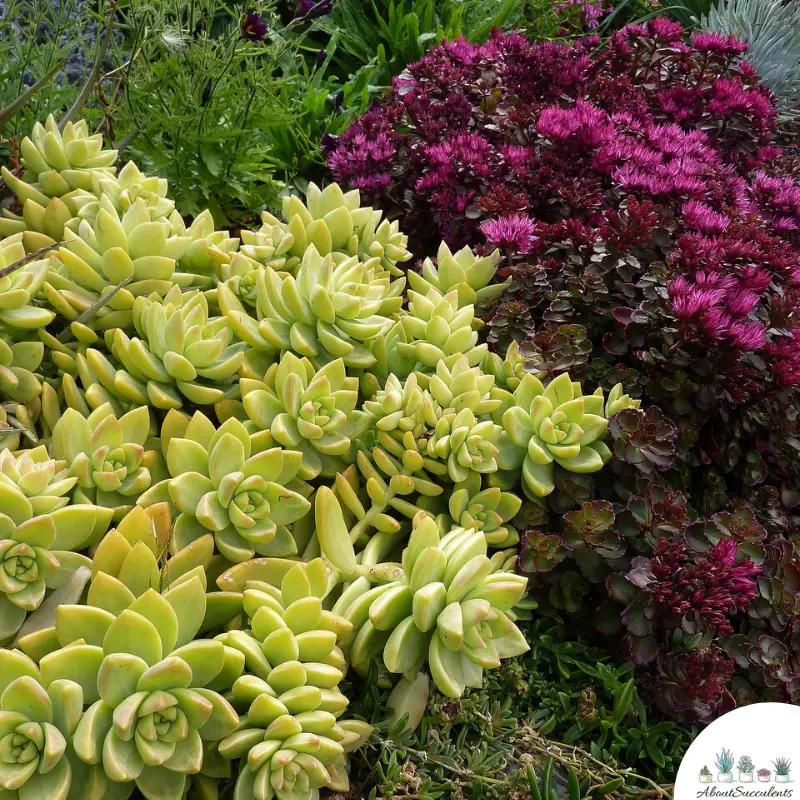 Plantas de Sedum Adolphii