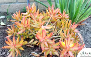 Sedum Adolphii - Grow, Care and Propagate - About Succulents