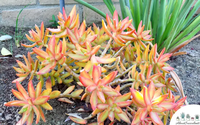 Sedum Adolphii succulentes