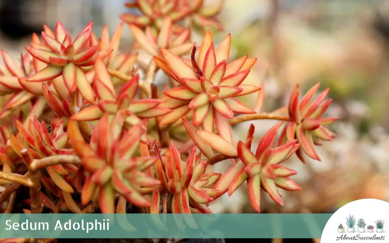 Sedum Adolphii