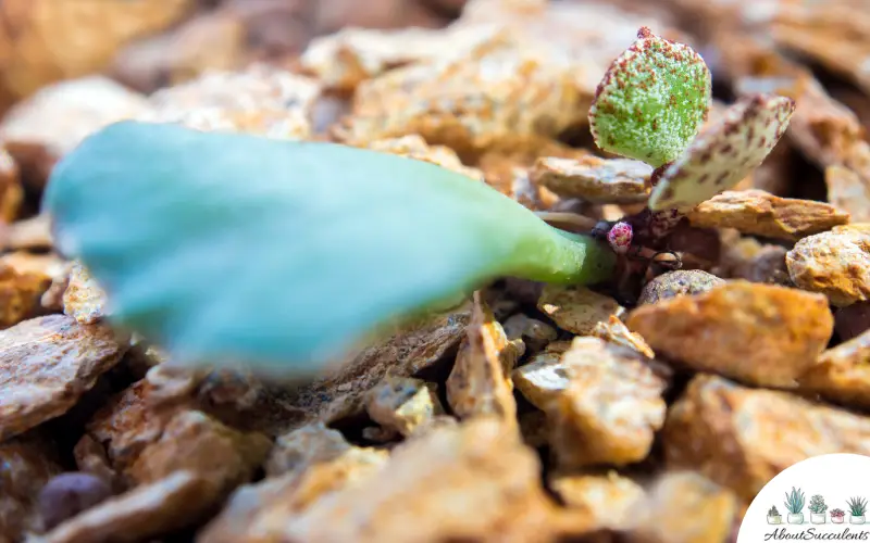 Adromischus Cristatus Pflege und Wachstum