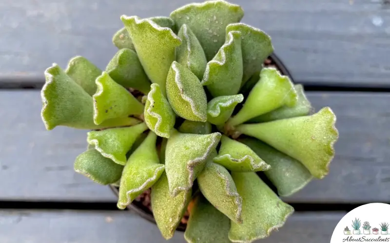 Adromischus Cristatus sukkulent