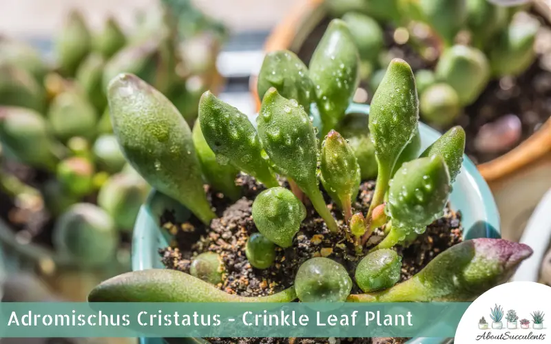 Adromischus Cristatus