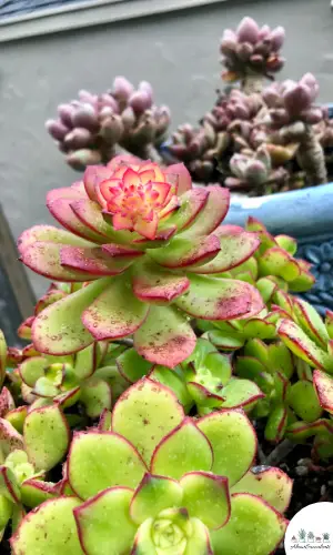 Aeonium Kiwi pianta di fiori