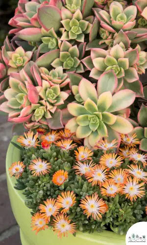 Aeonium Kiwi in einem Topf