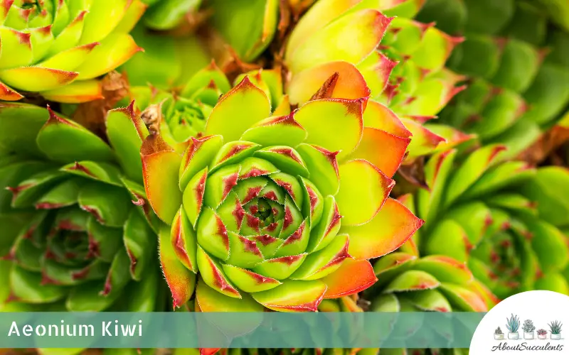 Cuidado de la planta suculenta Aeonium Kiwi