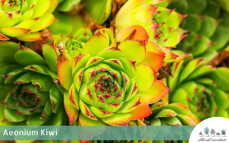 Aeonium Kiwi succulent plant care