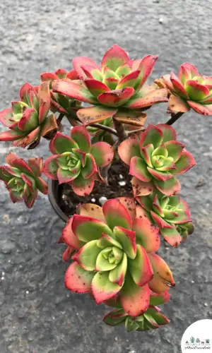 Aeonium Kiwi succulent plant