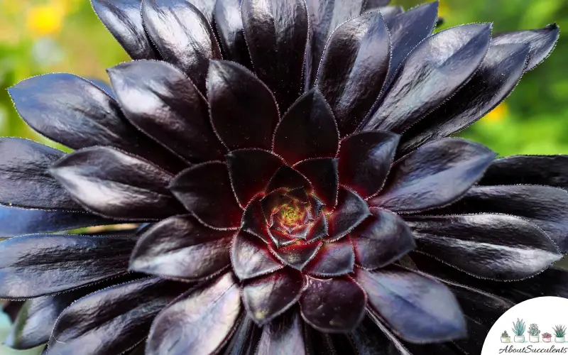 Aeonium Sunburst Pflege