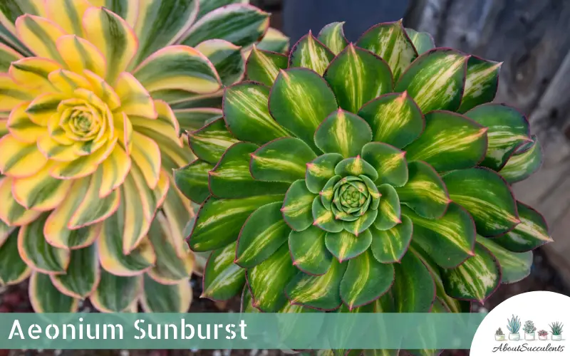 Planta suculenta Aeonium Sunburst