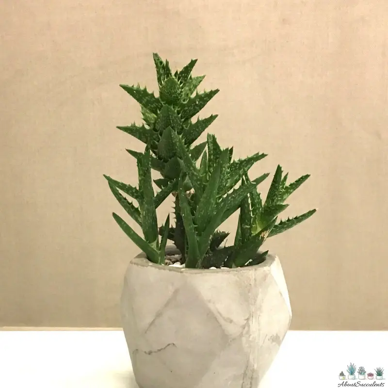 Aloe Juvenna - Tiger Tooth succulent care