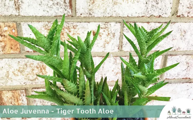 Aloe Juvenna - Dent de tigre