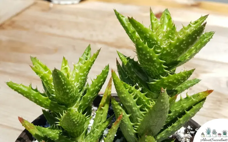 Tiger Tooth Aloe Pups