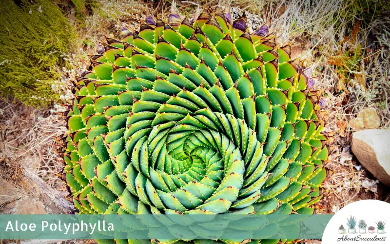 Aloe Polyphylla - Planta suculenta de Aloe en espiral