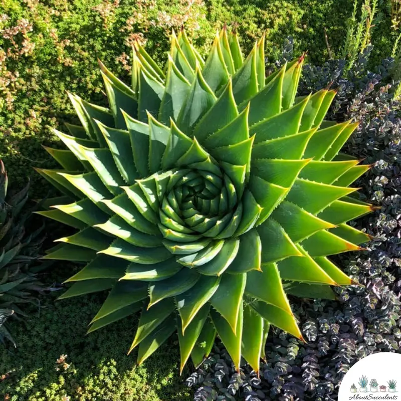 Aloe Polyphylla - Aloe en spirale