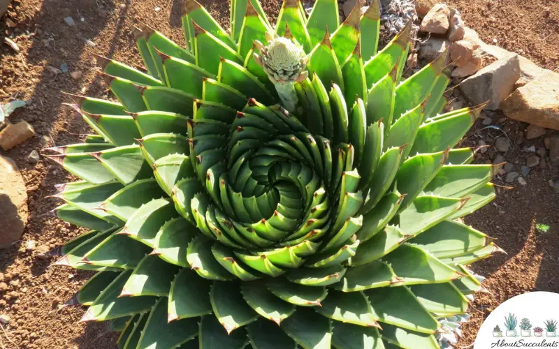 Aloe Polyphylla