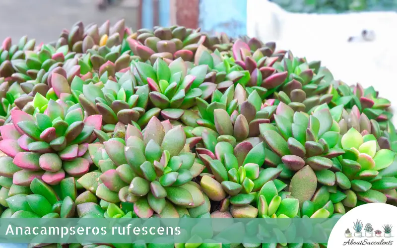 Anacampseros rufescens plantes succulentes