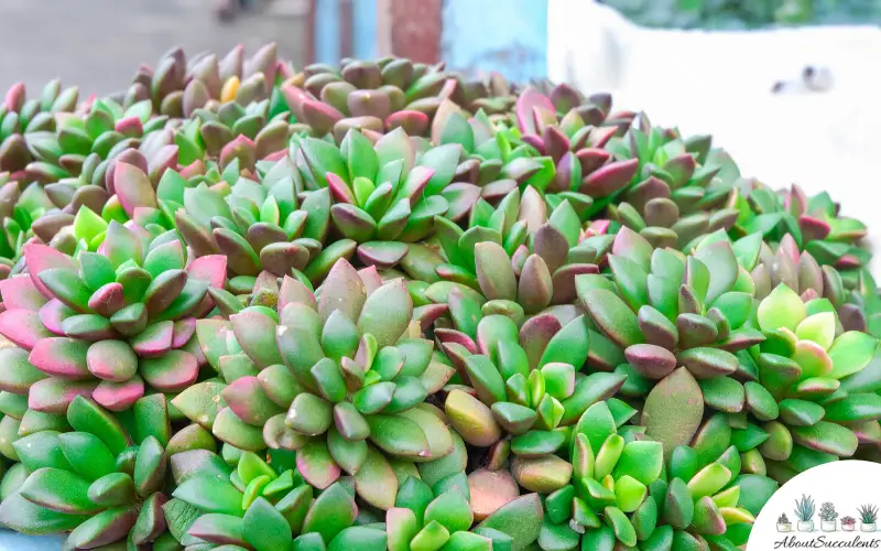 Anacampseros Rufescens - Grow, Care and Propagate - About Succulents