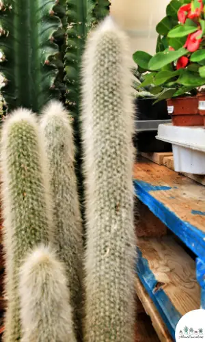 Cuidado del Cephalocereus Senilis