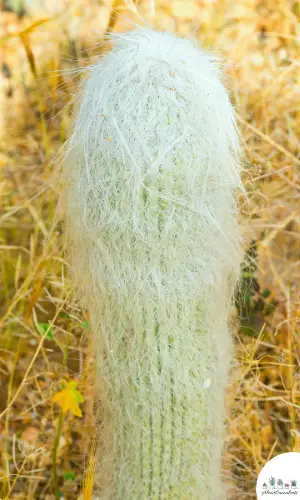 Cephalocereus Senilis crecimiento y cuidado