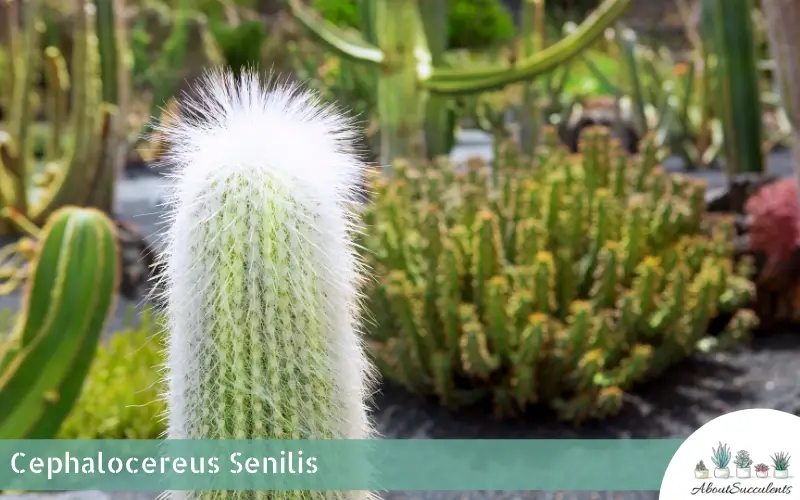 Plantas suculentas Cephalocereus Senilis