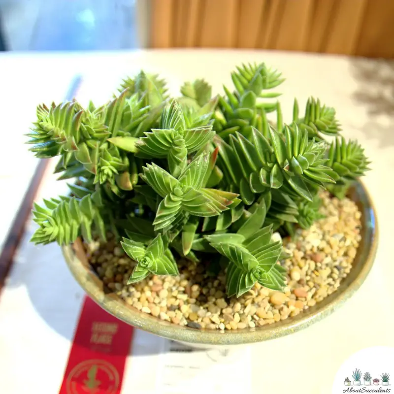 Crassula Capitella in einem Topf