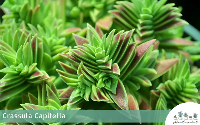 Crassula Capitella succulent plant