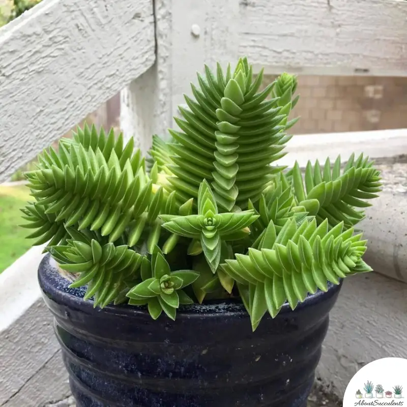 Crassula Capitella Sukkulente