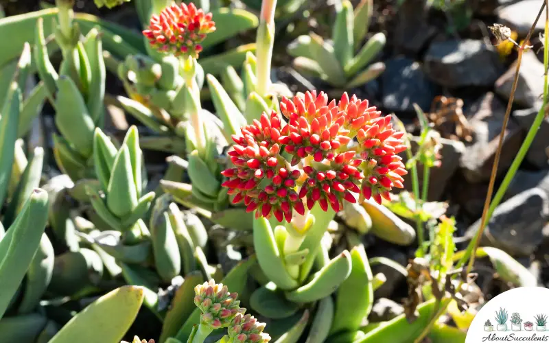 Crassula Falcata plants