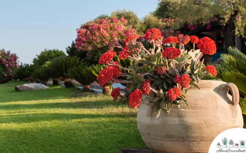 Crassula Falcata sukkulente Pflanzen