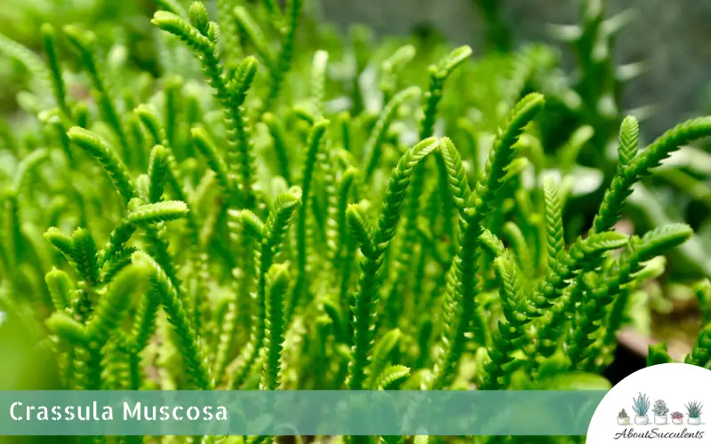 Crassula Muscosa succulente