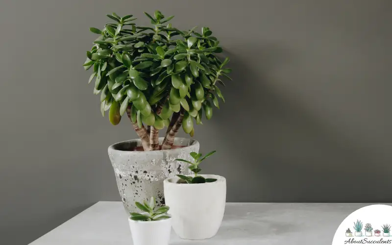 Crassula Ovata care and grow